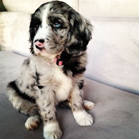 Half Aussie Blue Merle, King Charles Cavalier= 100% adorable. Love my new puppy Luna! Cutest ...