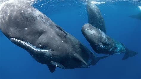 How Do Whales Sleep? | IFLScience