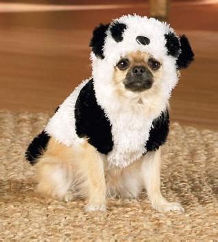 ill dress ben in this and take him to hilarys so she can hug him. Panda Dog Costume, Panda ...