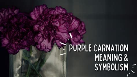 Purple Carnation Symbolism (Top 11 Meanings) - Give Me History