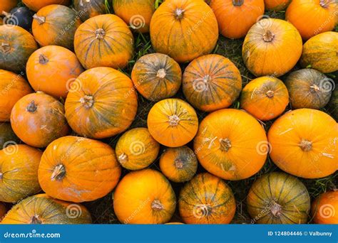 Orange Harvest Pumpkin Patch from Above Stock Photo - Image of natural ...