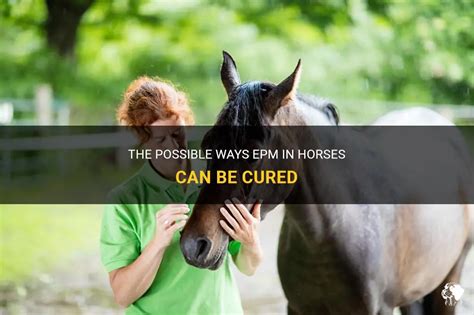 The Possible Ways Epm In Horses Can Be Cured | PetShun