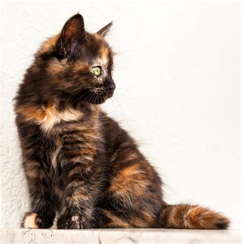 Tortoiseshell Cat: Over 30 Fascinating Facts About Tortie Cats ...