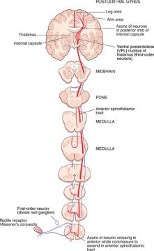 Tracts Anatomy