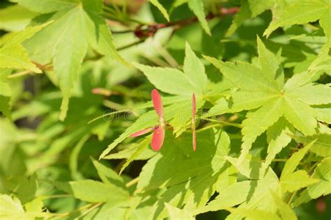 Japanese maple tree seeds. stock photo. Image of nature - 36589614