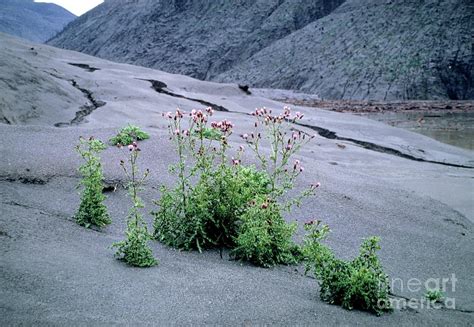 Volcanic Soil Photograph by Dr. Robert Spicer/science Photo Library