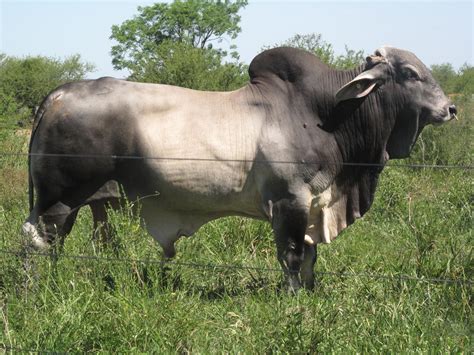 Brahman Cattle Pictures | Cattle, Breeds of cows, Animals