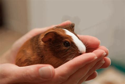 Are Guinea Pigs Cuddly? Do They Like To Be Held? - Guinea Pig Site