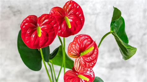 Anthurium care and growing guide: tropical plant tips | Homes & Gardens