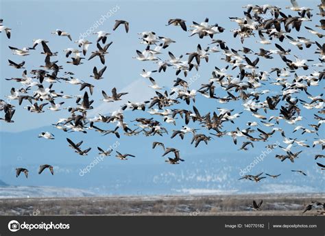 Snow geese migration Stock Photo by ©davidhoffmannphotography 140770182