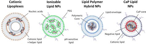 Lipid Nanoparticles for Cell-Specific in Vivo Targeted Delivery of Nucleic Acids