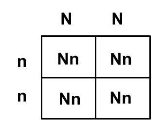 Homozygous Recessive Punnett Square