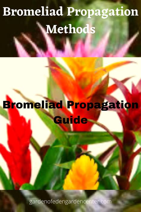 Bromeliad care how to grow bromeliad plants – Artofit