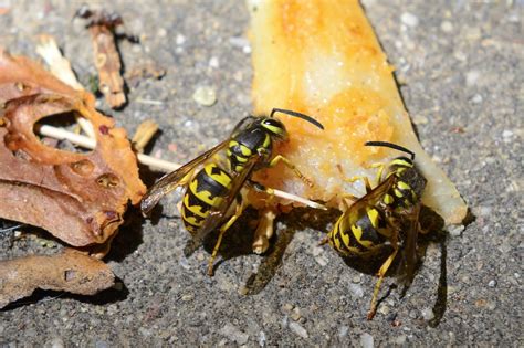 Yellow Jacket Bee Control & Treatments in Atlanta GA | Repellent Sprays