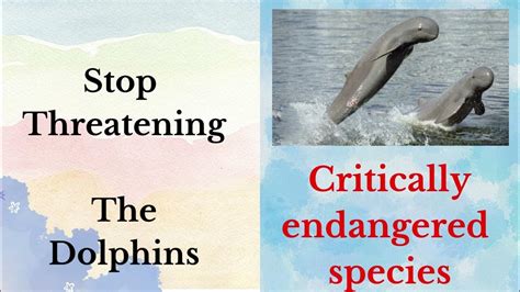 Save Ayeyarwady Dolphins by AFS star ( Grade 11 English -Unit 1) - YouTube