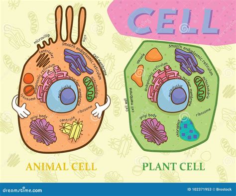 White Blood Cell Diagram Animal Cell Cells Project