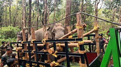 Captured 'Dhoni' will make its return as 'kumki' elephant - KERALA - GENERAL | Kerala Kaumudi Online