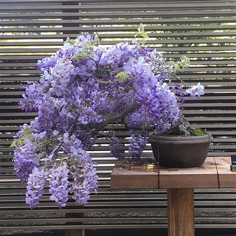 Chinese Wisteria Bonsai | via Instagram ift.tt/2FVGvBG | Flickr