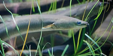 The Slippery American Eel | Critter Science