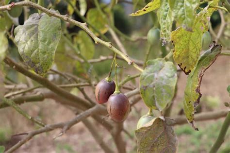 Growing Tamarillo: Best Varieties, Planting Guides, Care, Problems and ...