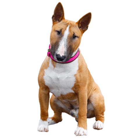 Miniature Bull Terrier - What Dog Breed