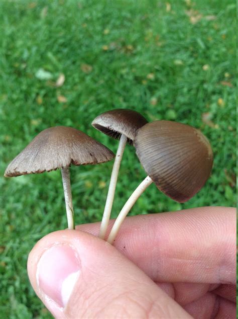 Could someone please confirm that these are indeed liberty caps? - Mushroom Hunting and ...