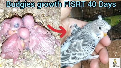 BUDGIE GROWTH STAGES / First 40 Days of Babies Timelapse /Baby budgies ...