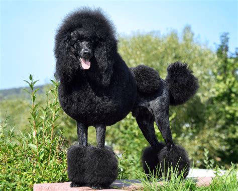 Poodle Cuts: 15 Best Haircuts For Poodles - Marvelous Dogs