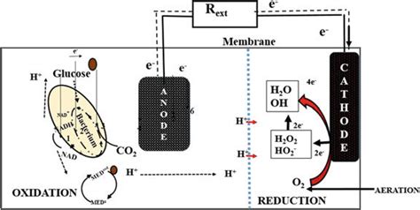 3 Schematic diagram of overpotential losses in MFC during the transfer ...