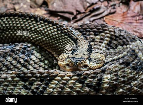 Crotalus culminatus hi-res stock photography and images - Alamy