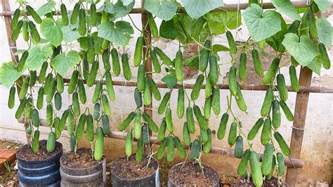 Grow cucumbers vertically with organic fertilizer from eggshells | High yield, lots of fruit ...