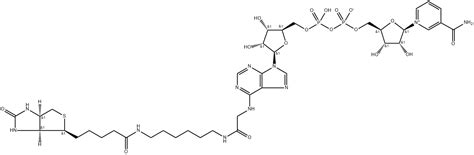 Biotin-NAD+ | 146385-37-7