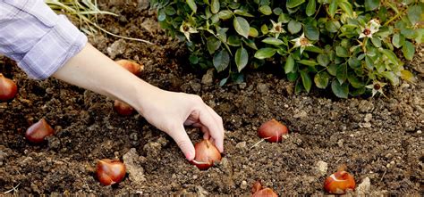 8 Essential Tips For Planting And Growing Flower Bulbs In Your Garden