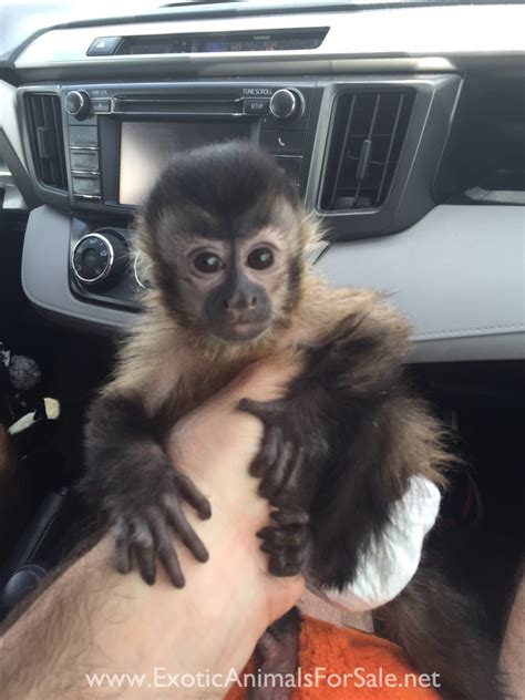 [最新] baby capuchin monkey monkey for sale $100 165324