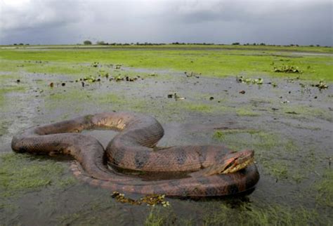 Green Anaconda Facts | Anatomy, Diet, Habitat, Behavior - Animals Time