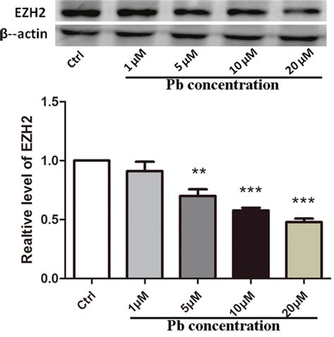 Oncotarget | Multiple regulatory aspects of histone methyltransferase ...