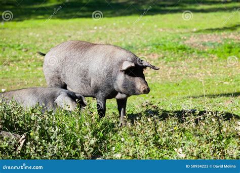 Iberian Pigs at Countryside Stock Image - Image of acorn, farm: 50934223