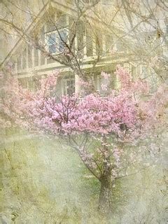 Sakura series | kerstinfrankart textures | Nick Kenrick | Flickr