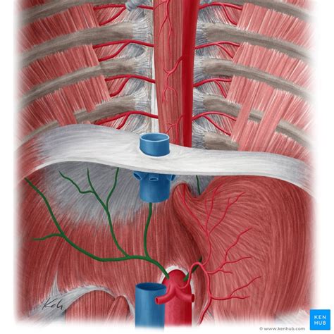 Inferior phrenic artery: Anatomy and function | Kenhub