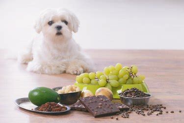 Can Dogs Eat Grapes? | Cuteness