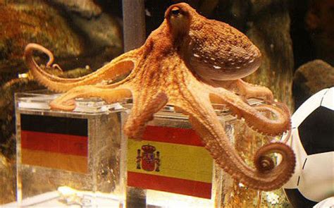 15 WTF Facts About Octopus