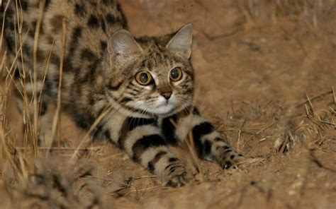 WORLD’S DEADLIEST CAT. This article is all about the single most effective hunter species of all ...