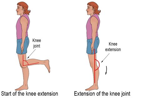 Knee Extension - Mammoth Memory definition - remember meaning