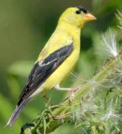 New Jersey State Bird: Eastern Goldfinch (Carduelis tristis)