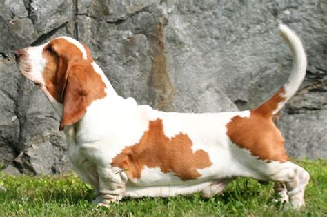 Damchi vs Basset Hound - Breed Comparison | MyDogBreeds