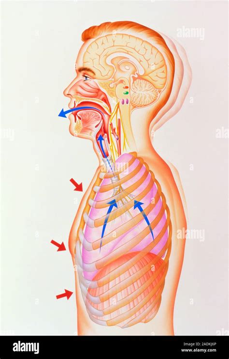Cough. Illustration showing exhalation during coughing. Irritation of the respiratory passages ...
