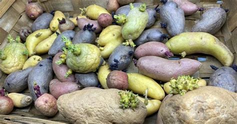 How to Chit Potatoes: A Guide to Greensprouting Seed Potatoes - Growing ...