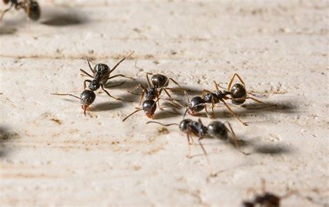 Ants | Pest Control | Pestmaster®