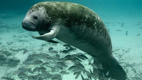 Newsela | Endangered Species: The West Indian manatee