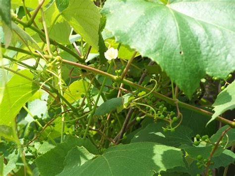 Living with the Land: Pruning Our Concord Grape Vine